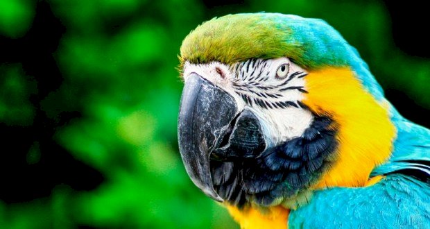 CHECK OUT NATURES’ MAGNIFICENT MACAWS