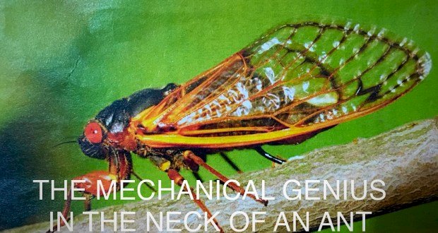 THE MECHANICAL GENIUS IN THE NECK OF AN ANT