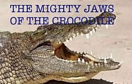 THE MIGHTY JAWS OF A CROCODILE