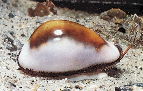 UNDERSTANDING THE PHYSICS IN THE MARINE SNAIL MOVEMENT